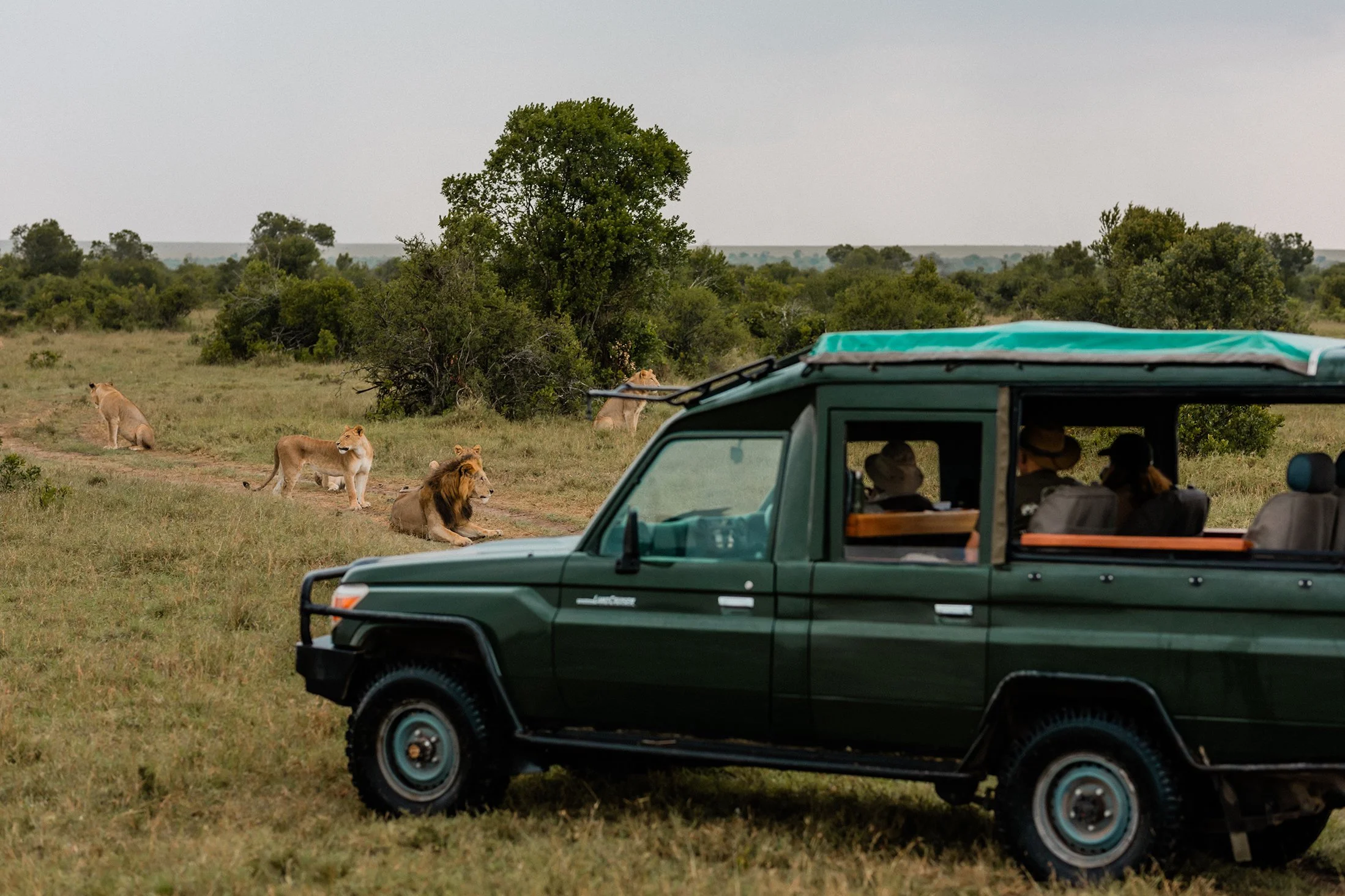 handzaround_ol-pejeta-safari-cottages_family-safari-kenya_lions.jpg
