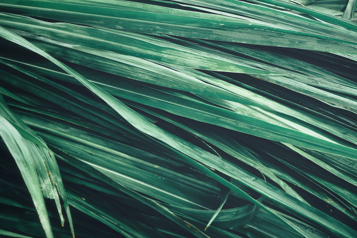vetiver_anti_aging-600x400@2x.jpg