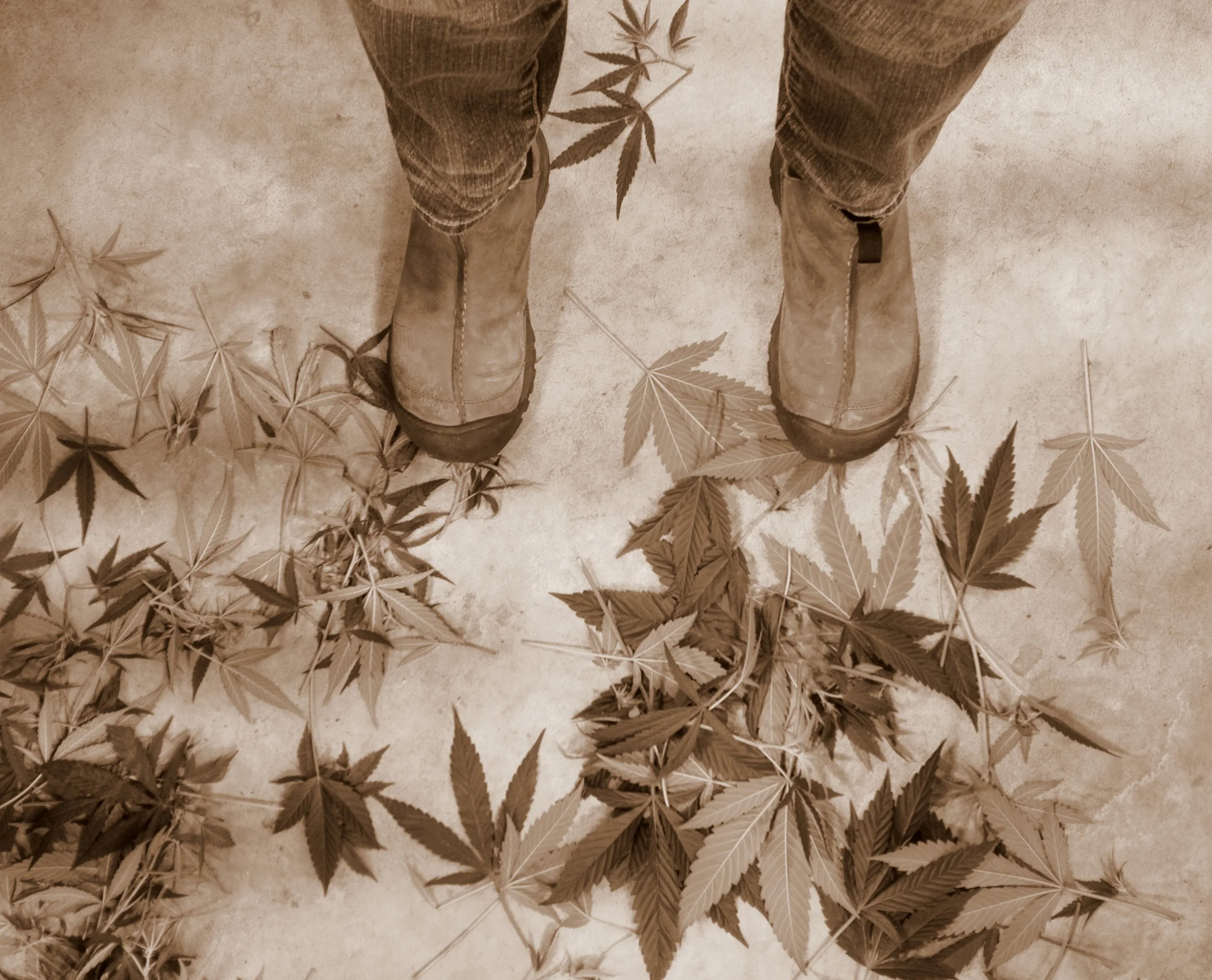 Leaf2.JPG