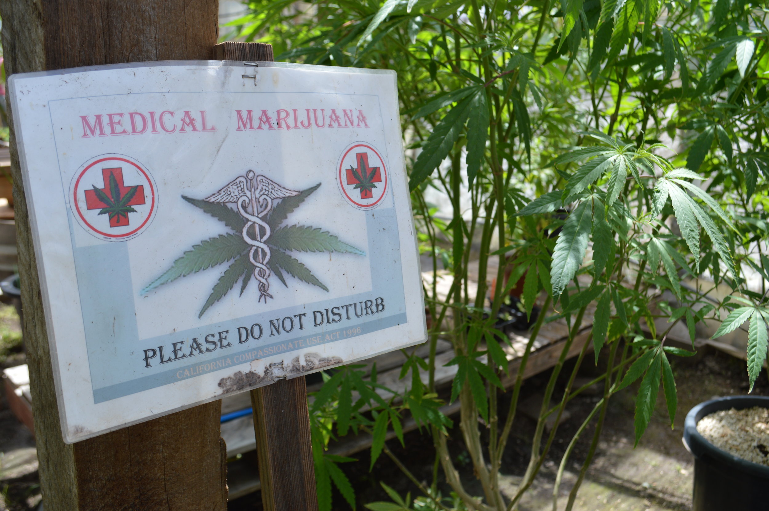 SunboldtGrown_SLetts (5).JPG