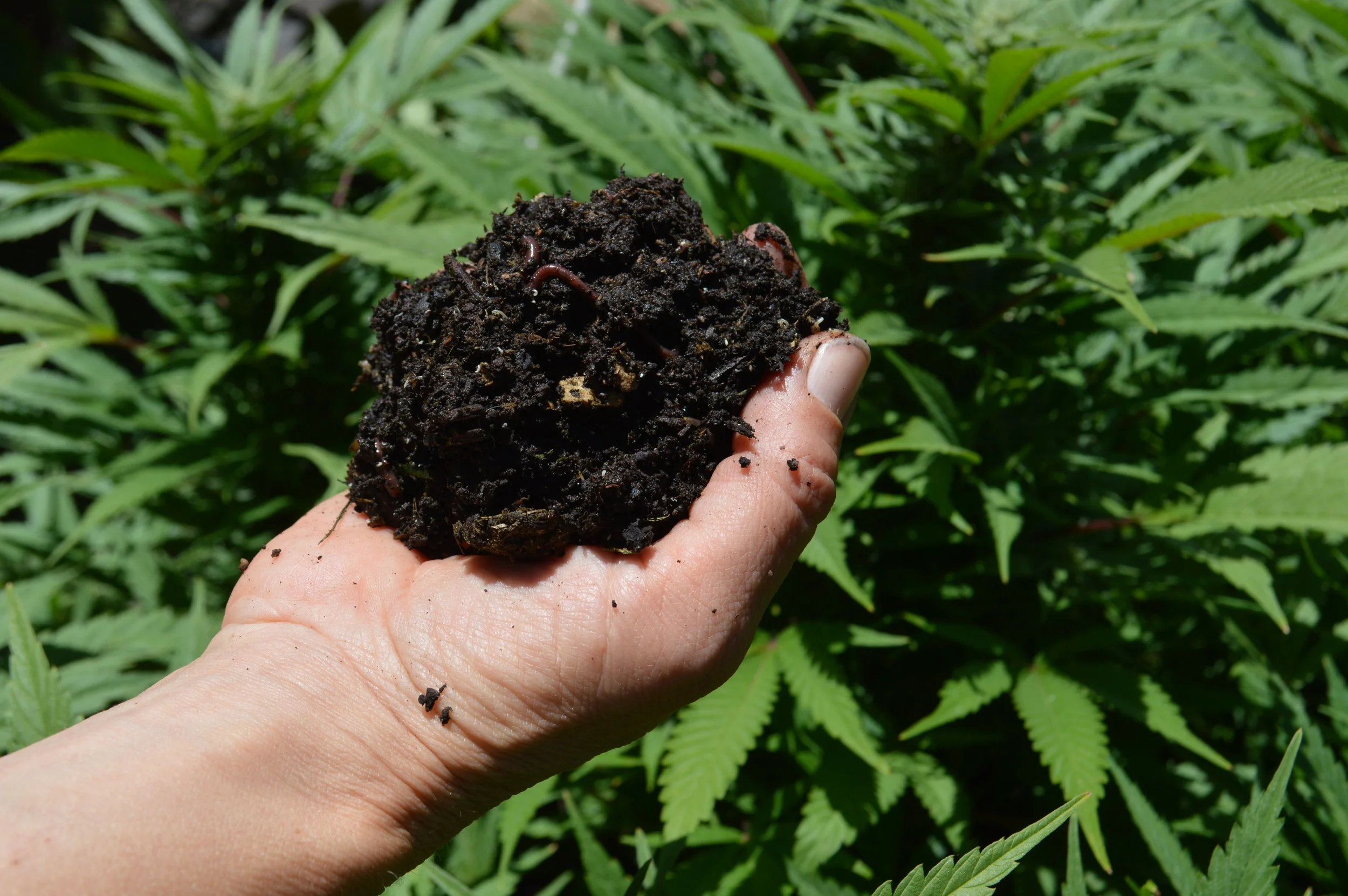 Humboldt soil, humboldt plants.