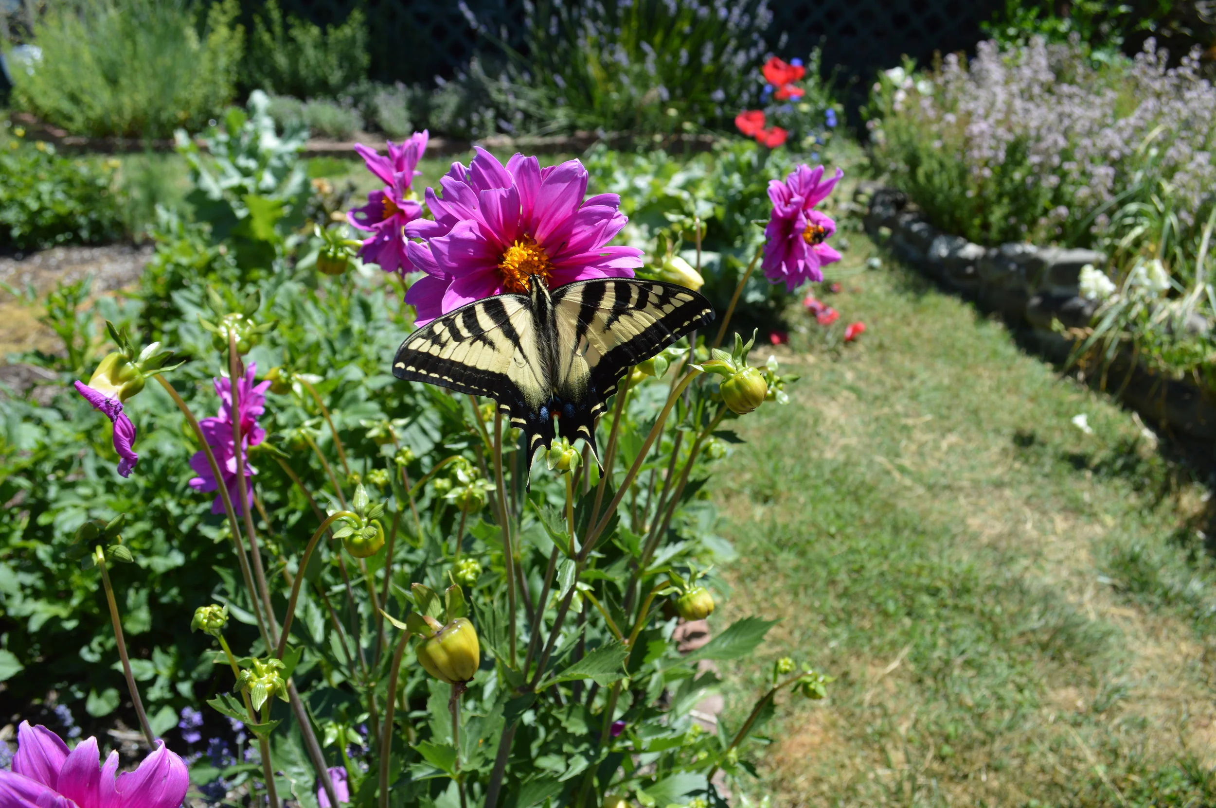 butterflies and Flowers with vegetables and good medicine are all part of this happy humboldt garden at the sunboldt grown co-op.
