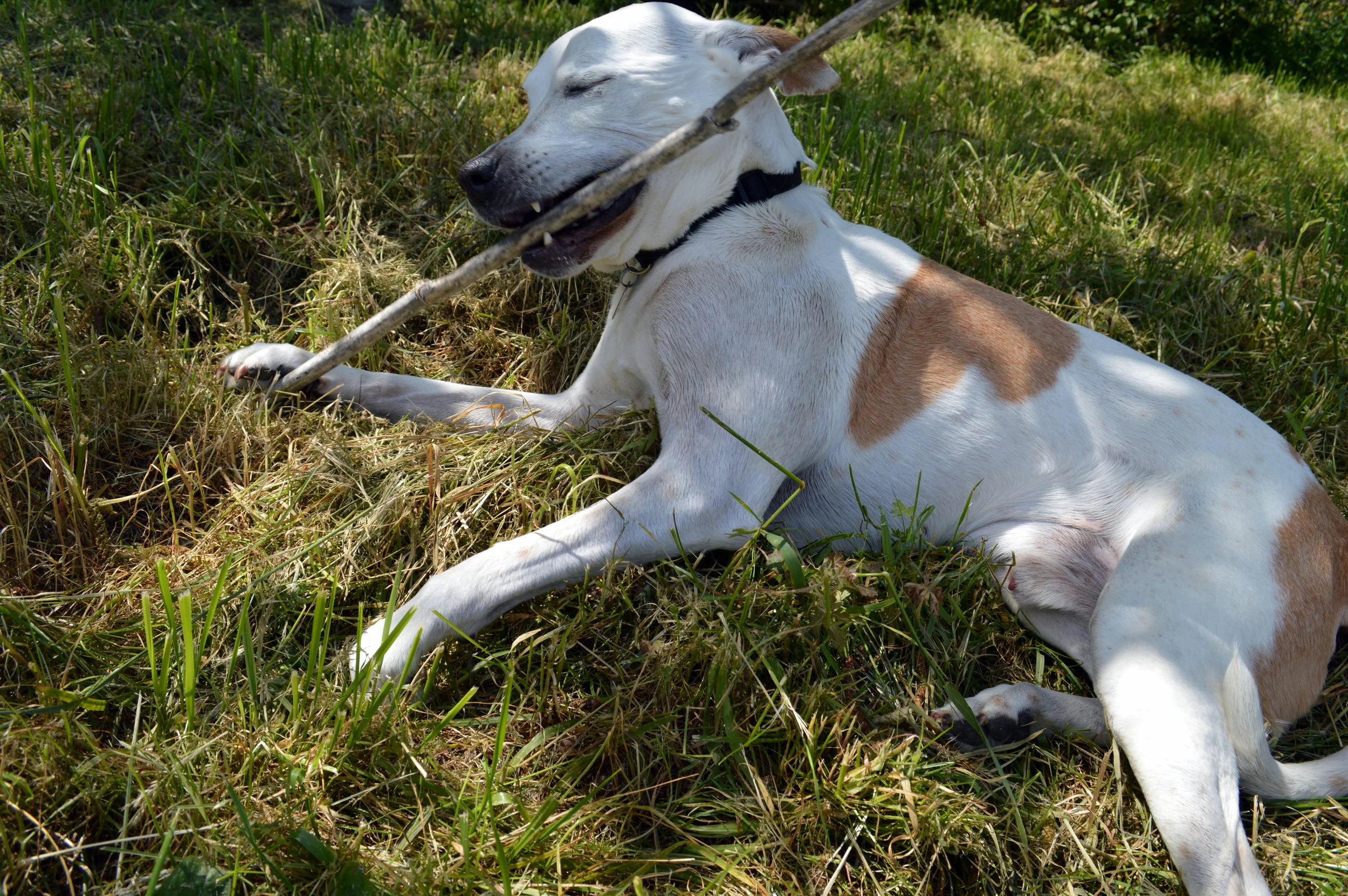 Charlie playing with a stick, fully medicated, fighting cancer. photo: sharon letts