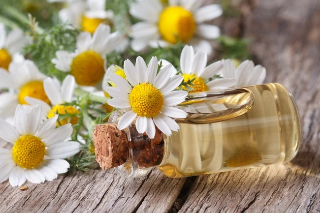 chamomile-oil-rainshadowlabsDOTcom.jpg