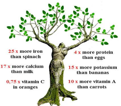 moringa-oleifera-powder2.jpg