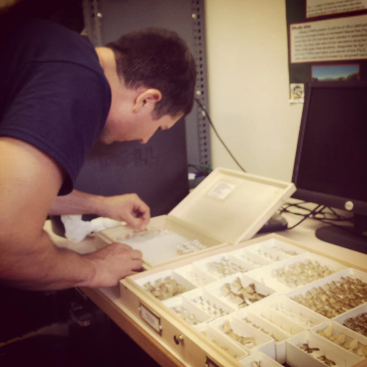 Sorting moth specimens on the Big Island of Hawaii, 2012.