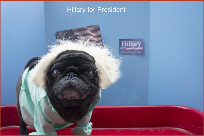 Waffles is voting for Hillary this election.