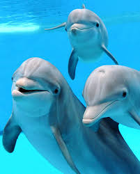 Dolphin fun.jpg