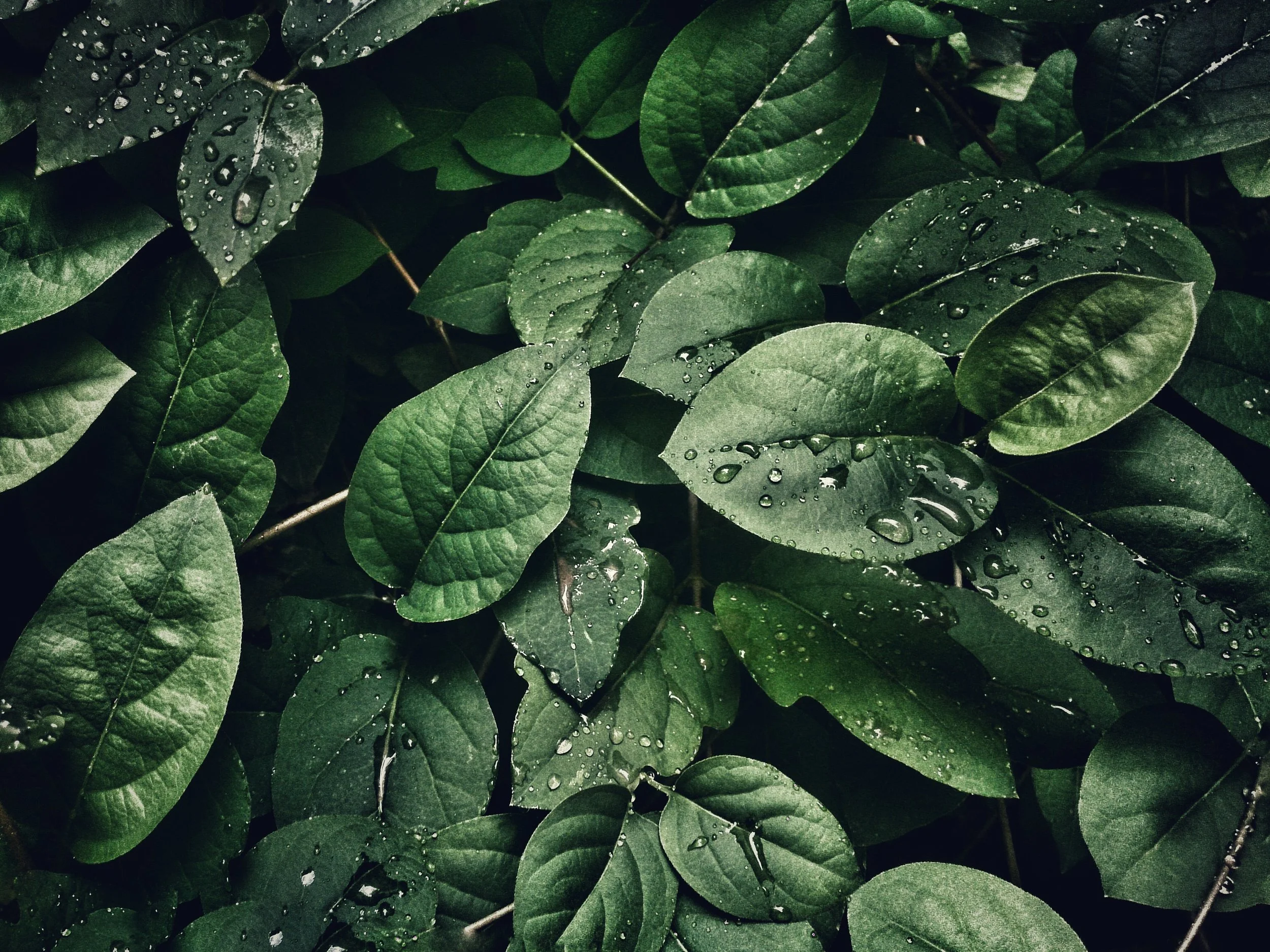 mobilechallenge-4k-wallpaper-close-up-807598.jpg