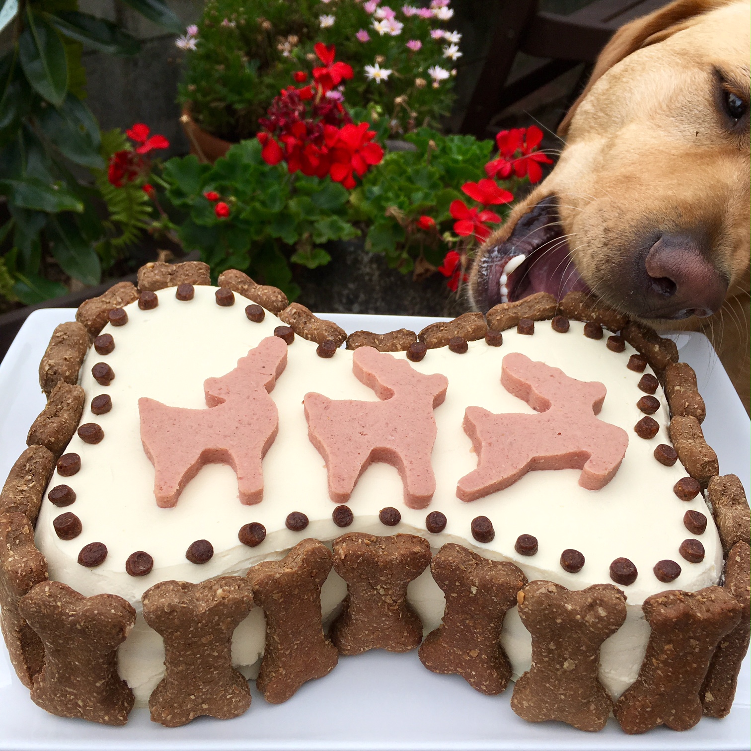 dog friendly cakes