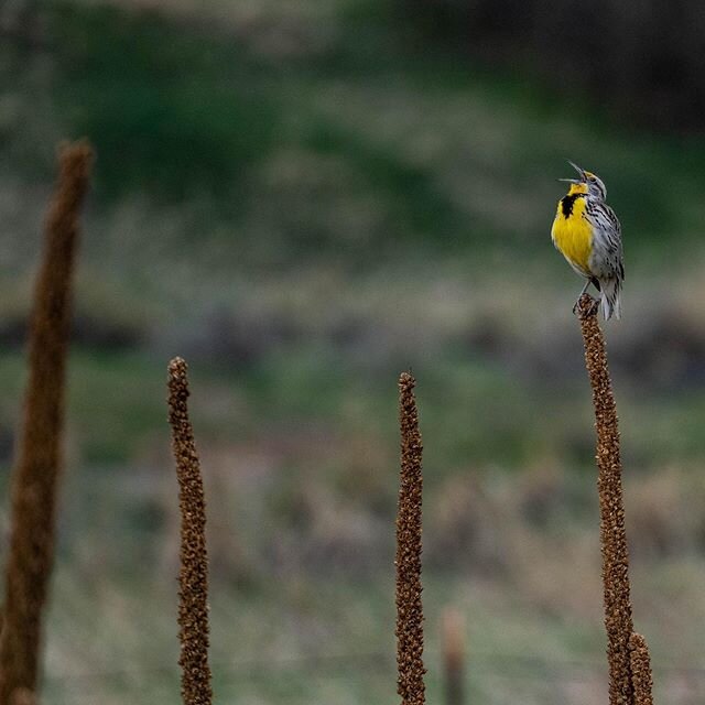 I&rsquo;ve been exploring a lot of new local trails on my bike recently and have been loving the variety of wildlife living right in the back yard. This morning I took my camera out to try to capture some of them. 
1: Western Meadowlark
2: Great Blue