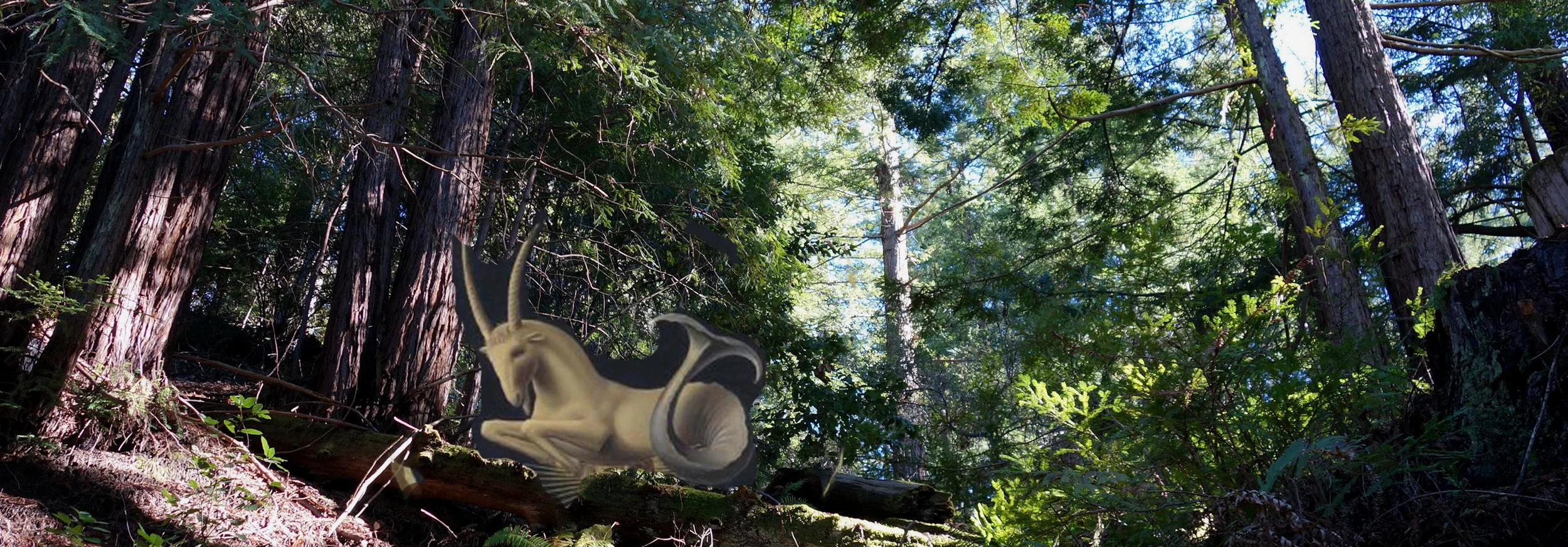 woods.2.jpg