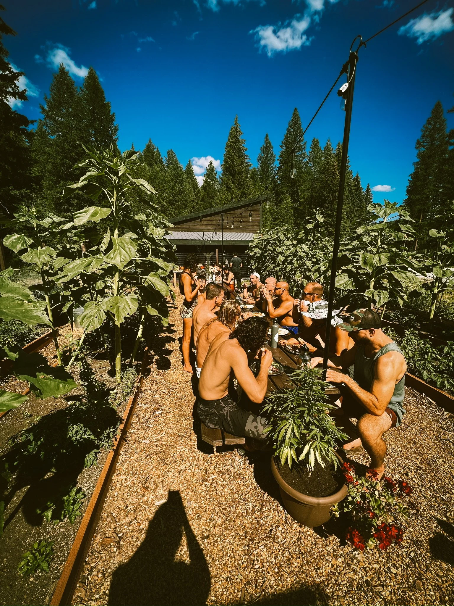 summer garden.JPG