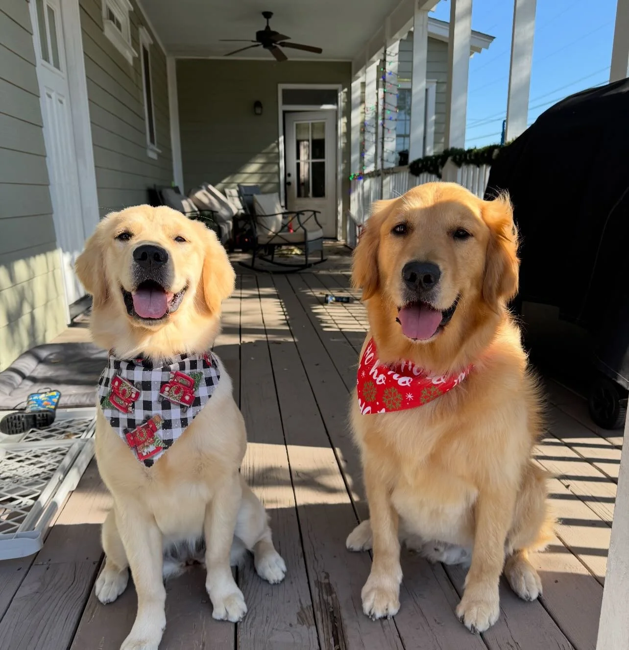 Finnegan &amp; Mulligan love their holiday grooms 🥹☺️