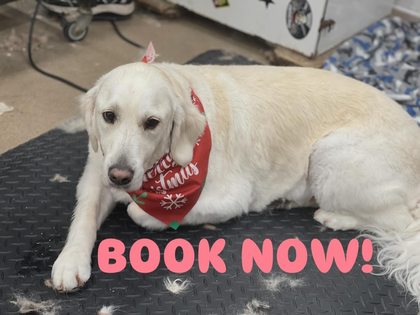 Book your grooming appointment now before all the spots are gone! :)