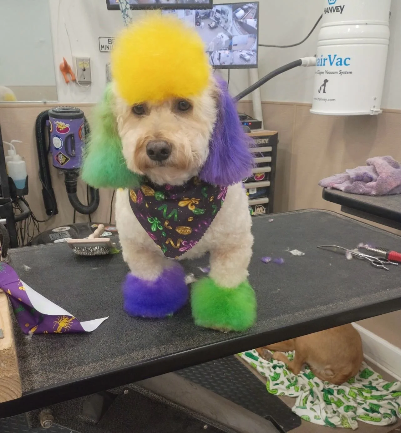 I think it&rsquo;s safe to say Odie is ready for Mardi Gras!!🎭🎉 😁