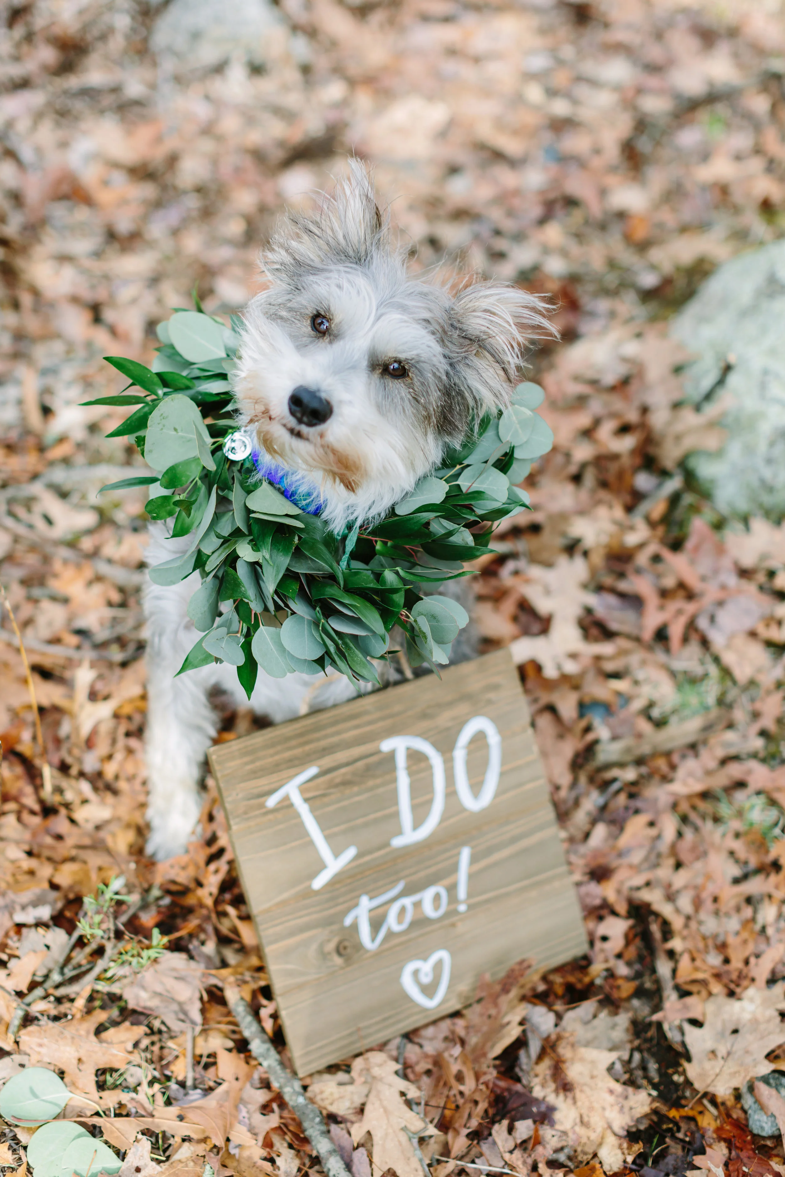 wedding_dog.jpg