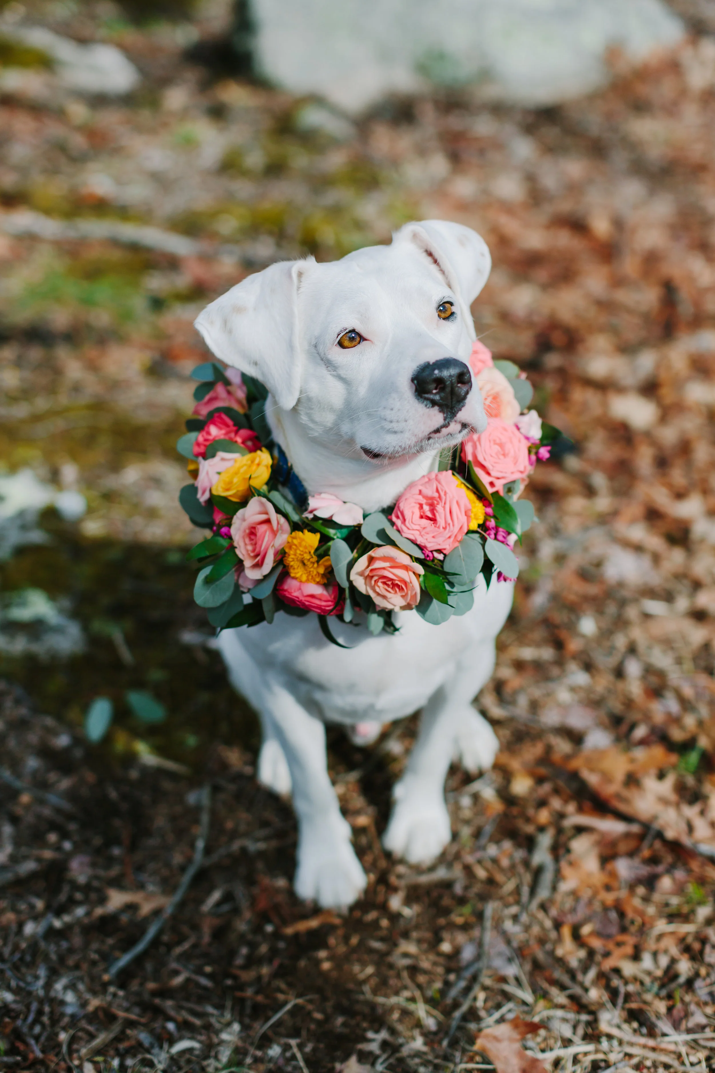 baypath_humane_society_hopkinton_massachusetts.jpg