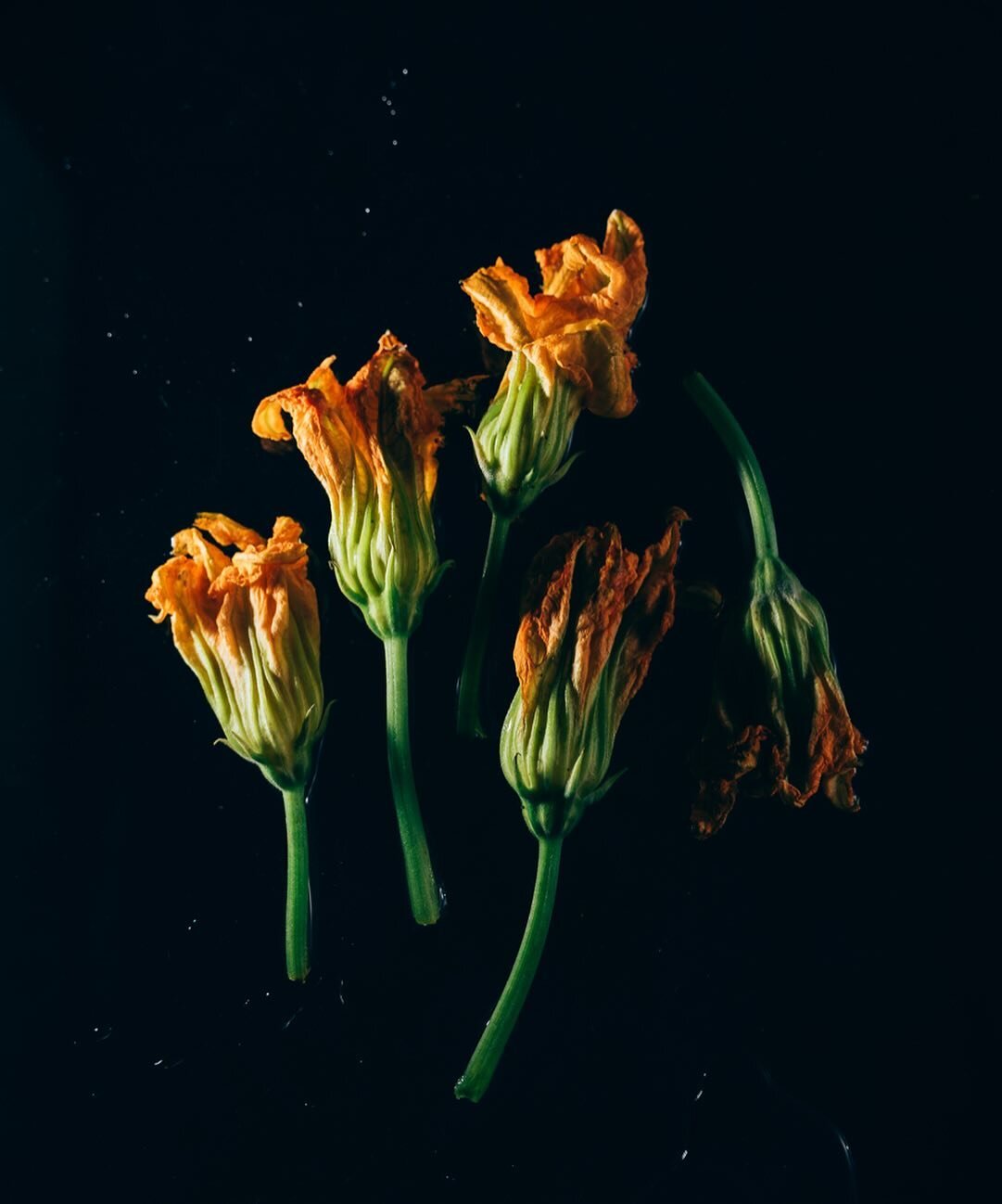 Squash Blossom

#mulberrysfoodphotography #thepantrytable #mulberryslightandcolor #mulberrysorange #fromsoiltoportrait #mulberrytreedesignstudio