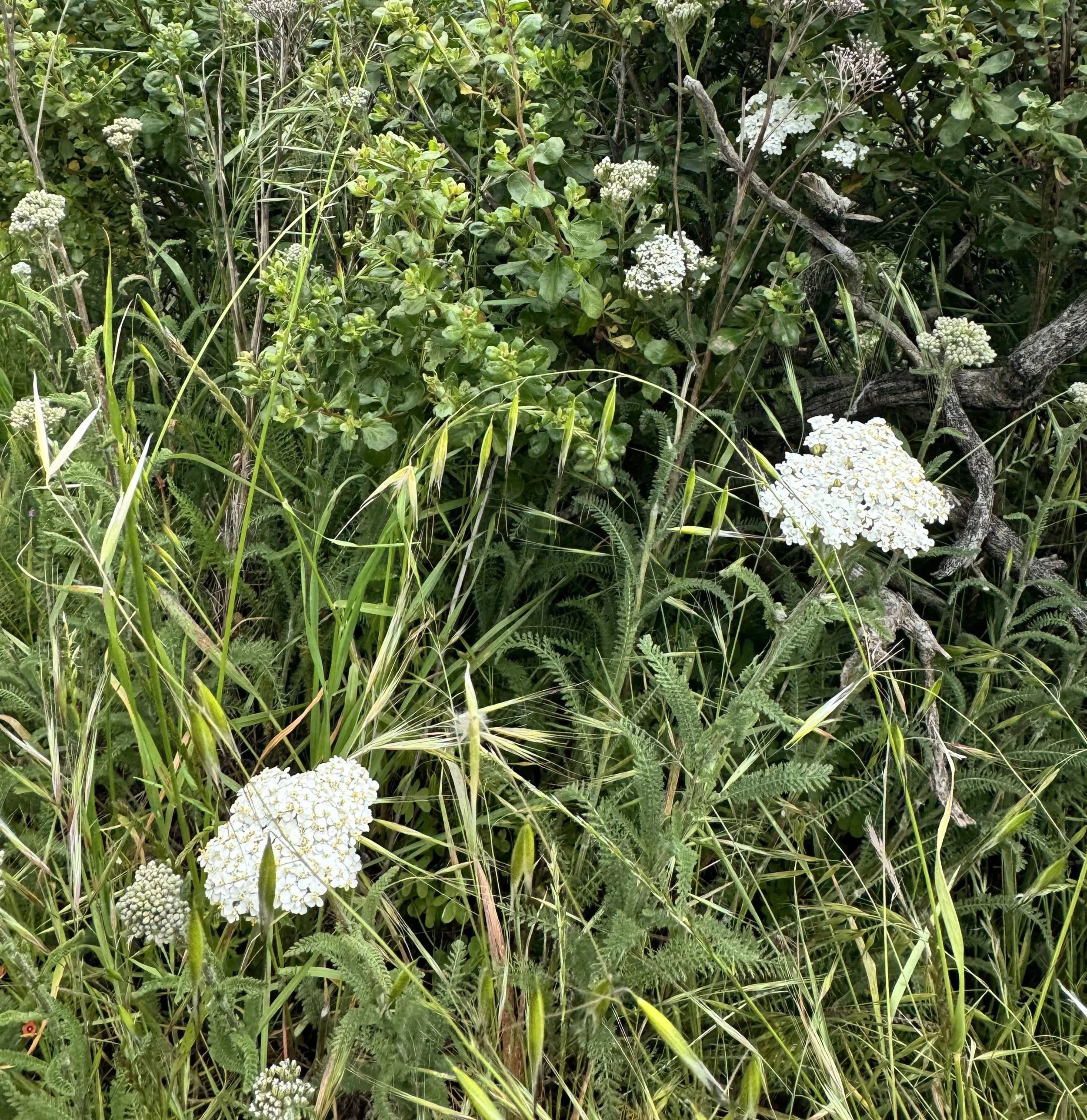 IMG_5782.jpeg