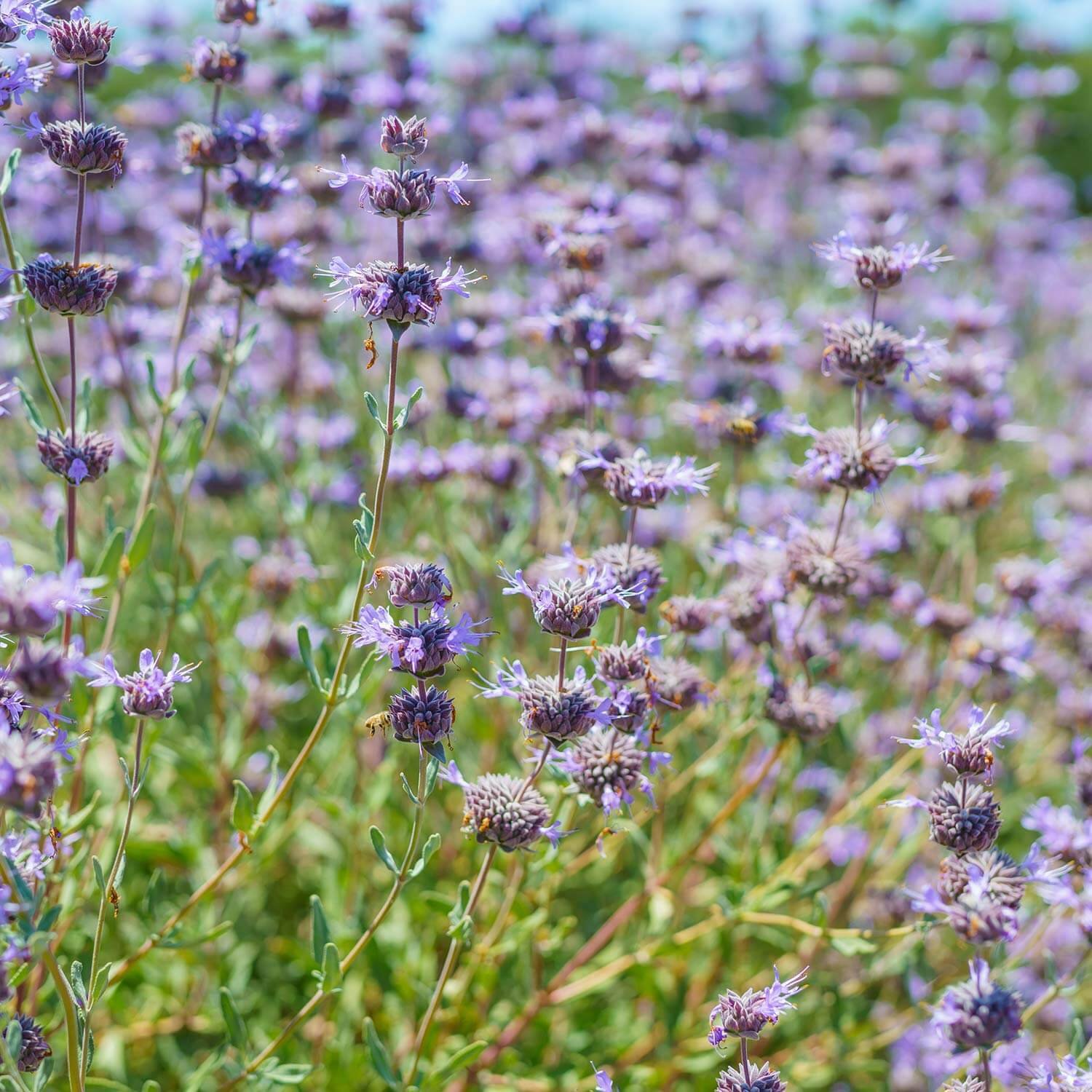 Salvia-clevelandii-Allen-Chickering-Allen-Chickering-Sage-1.jpg