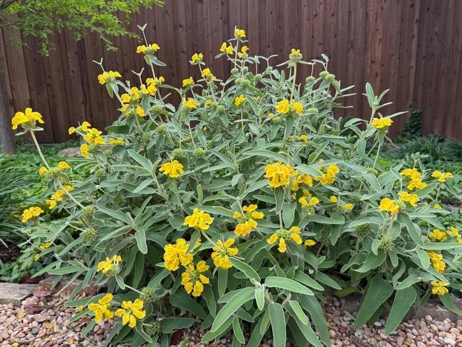 jerusalem sage.jpeg