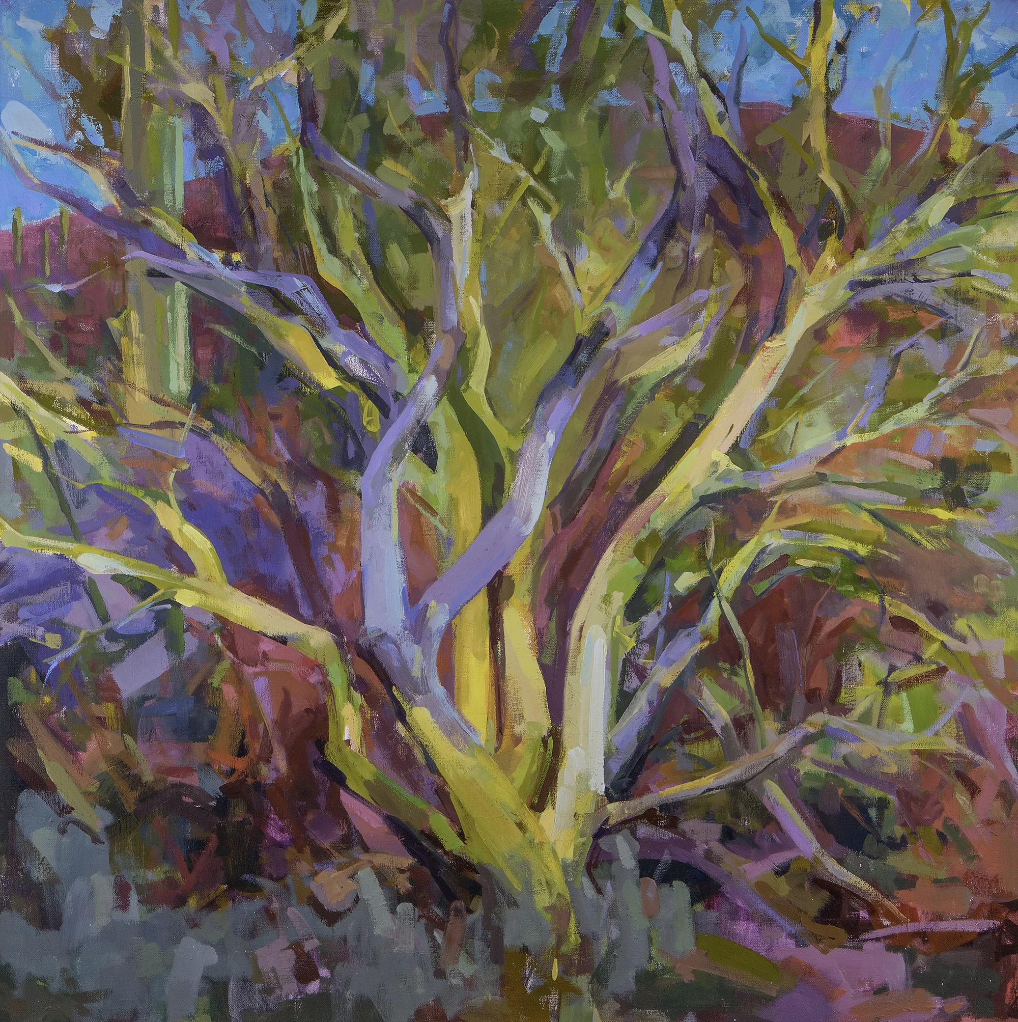 Tucson Palo Verde