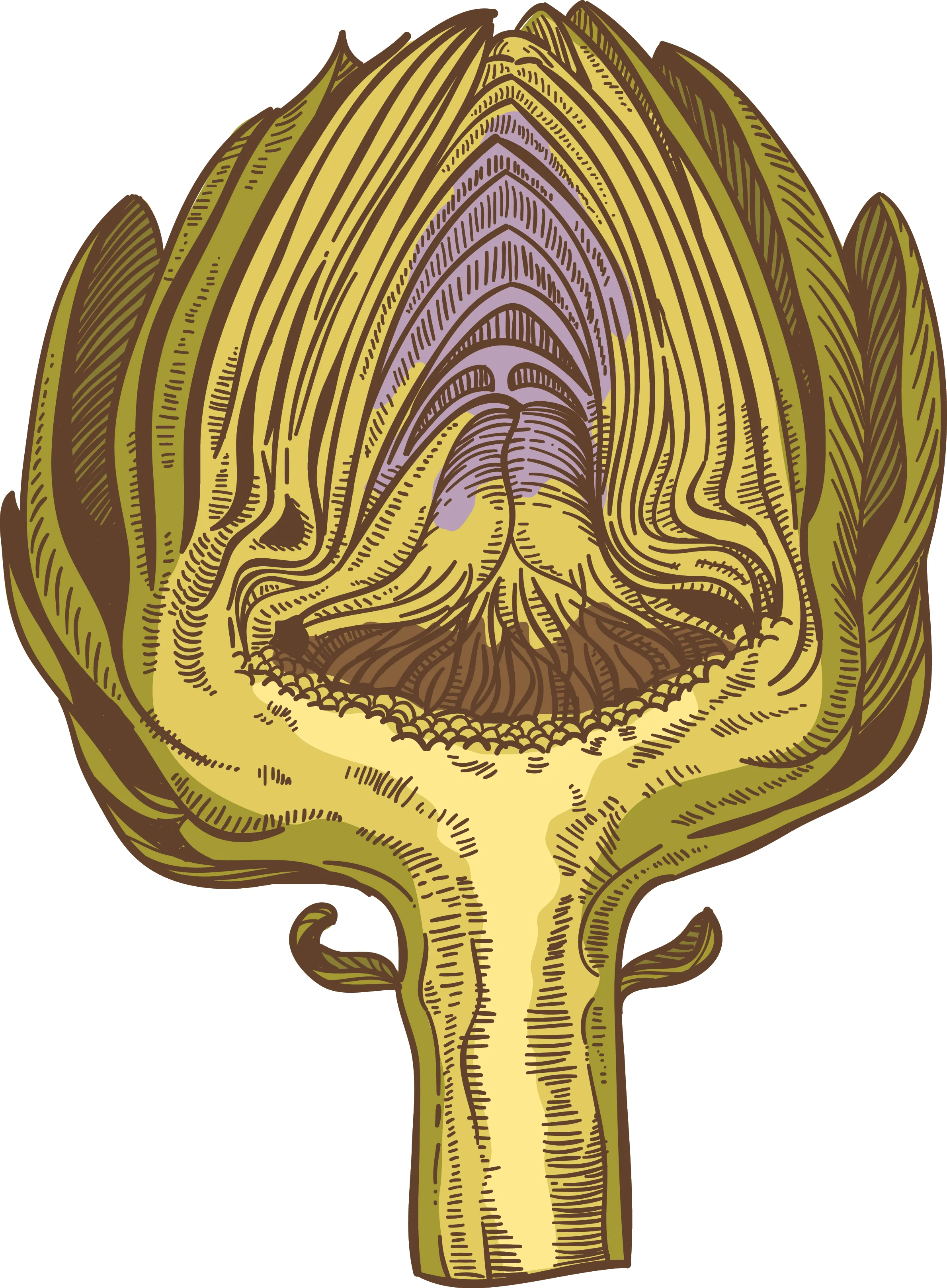 This is an artichoke cut in half