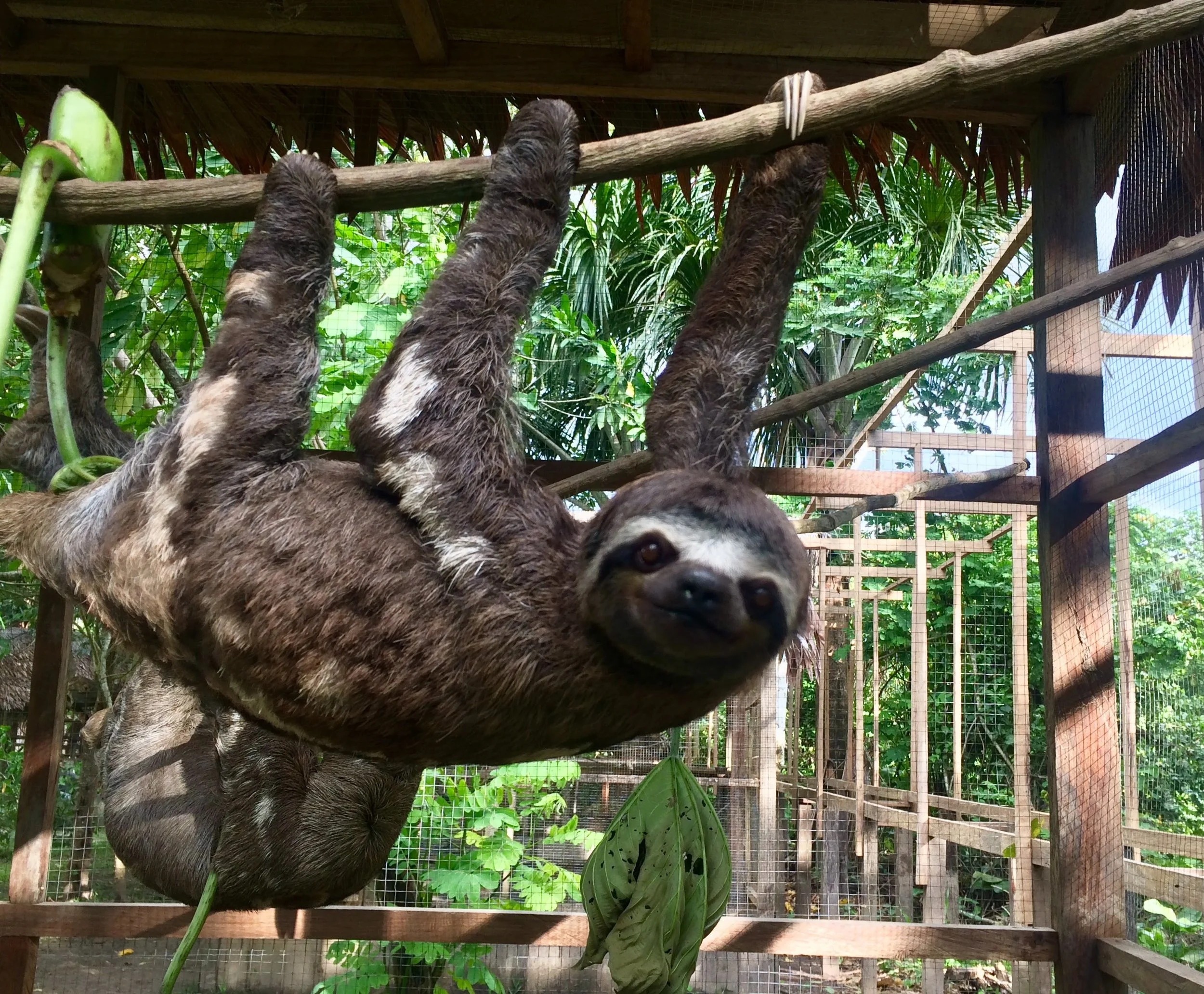 A sloth in the Peruvian Amazon- January, 2018