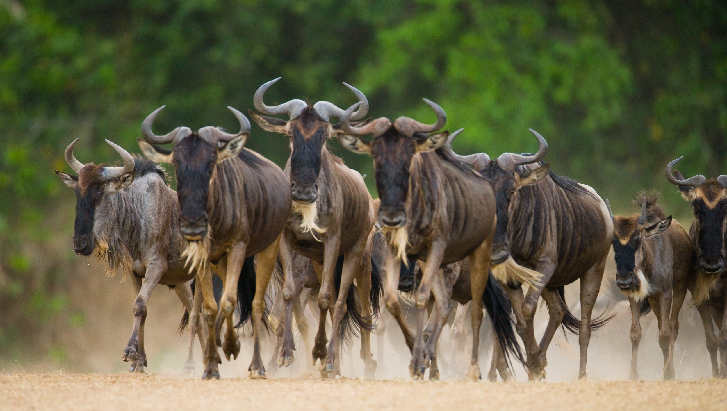 The great migration