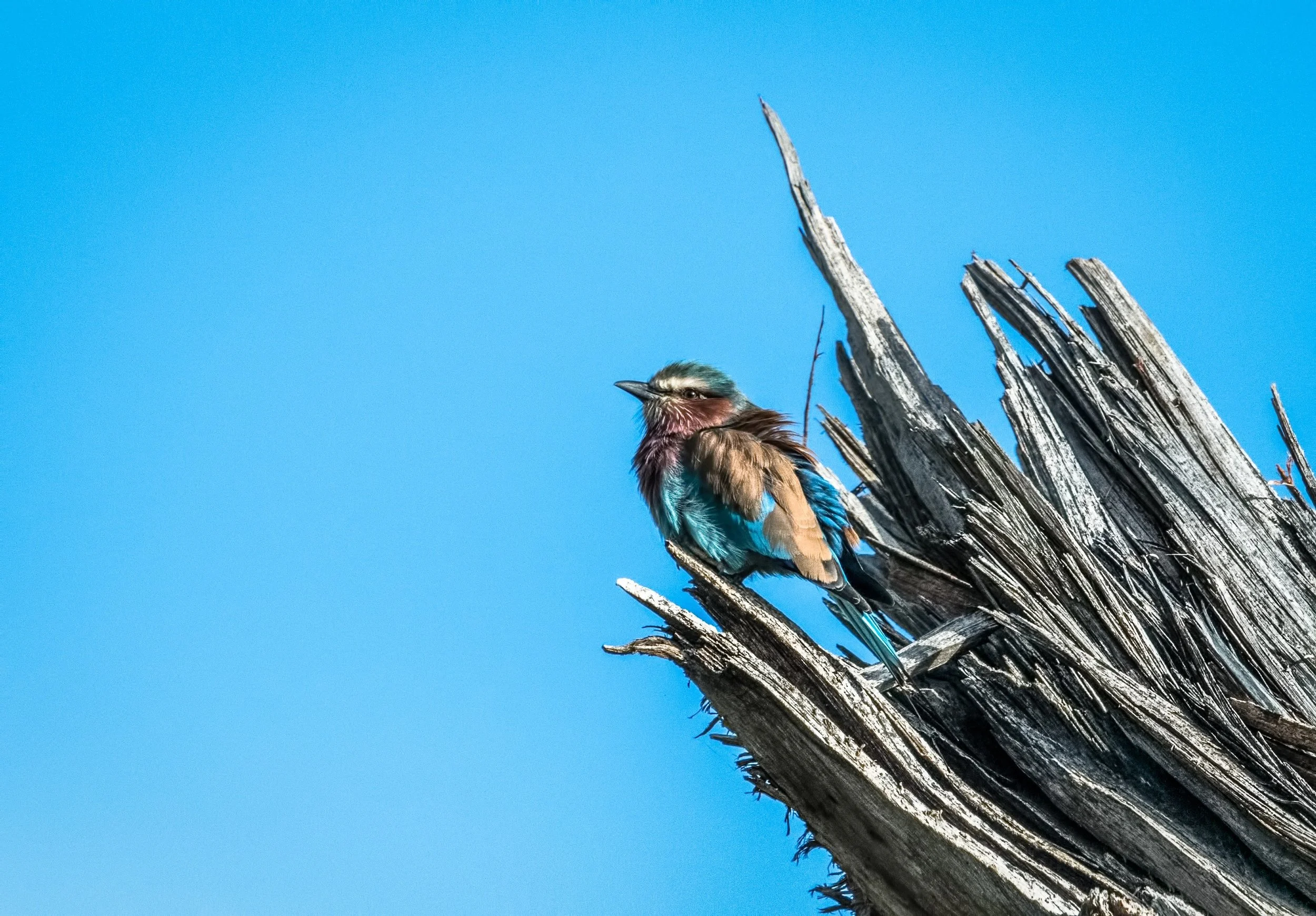 20170610-DSC_2331-Edit.jpg