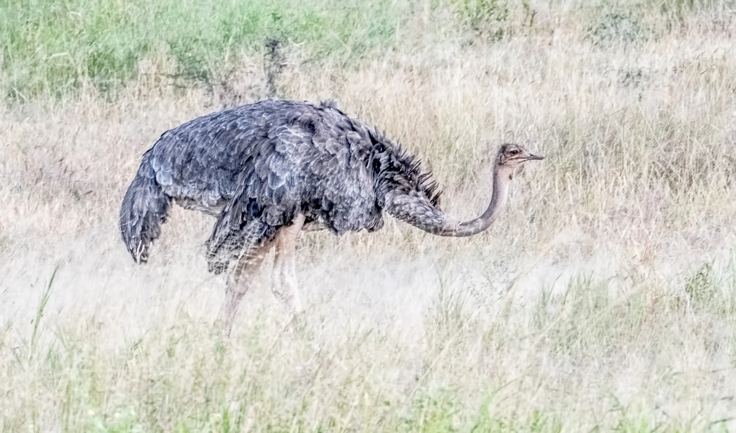 20170610-DSC_2995-Edit.jpg