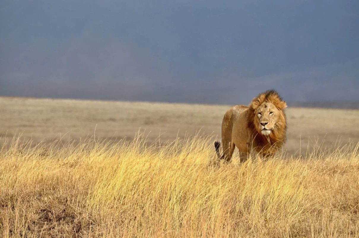 Africa Lion wildlife photography