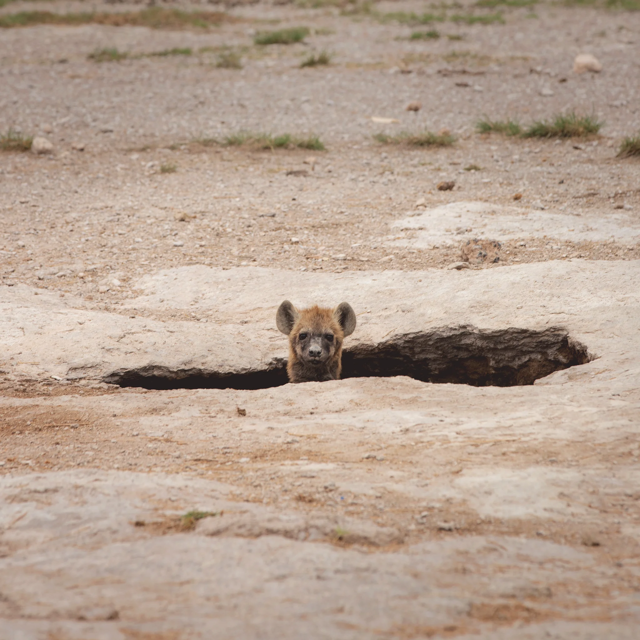 Hyena Amboseli