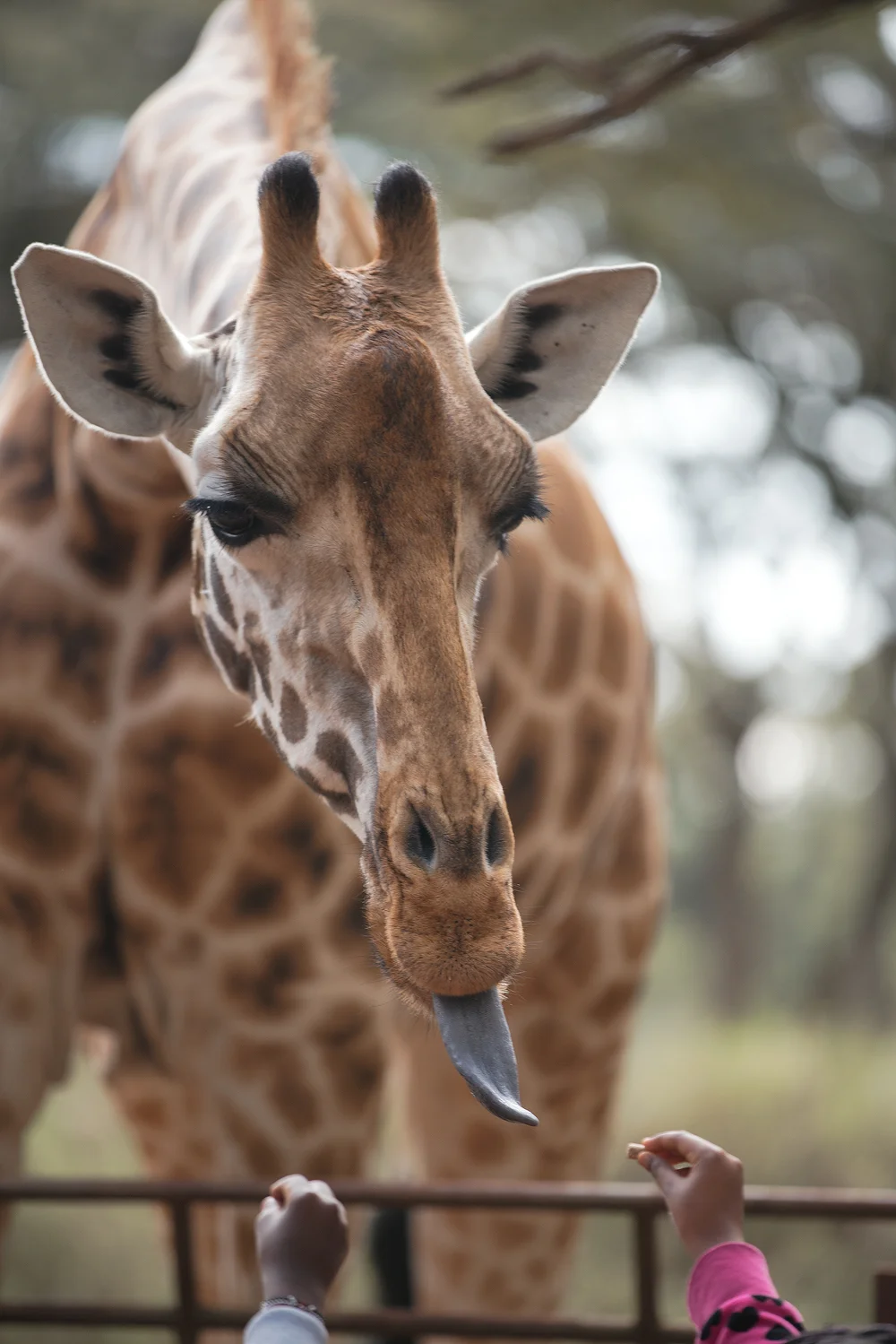 Public Giraffe Feeding Location 2 Min walk away.