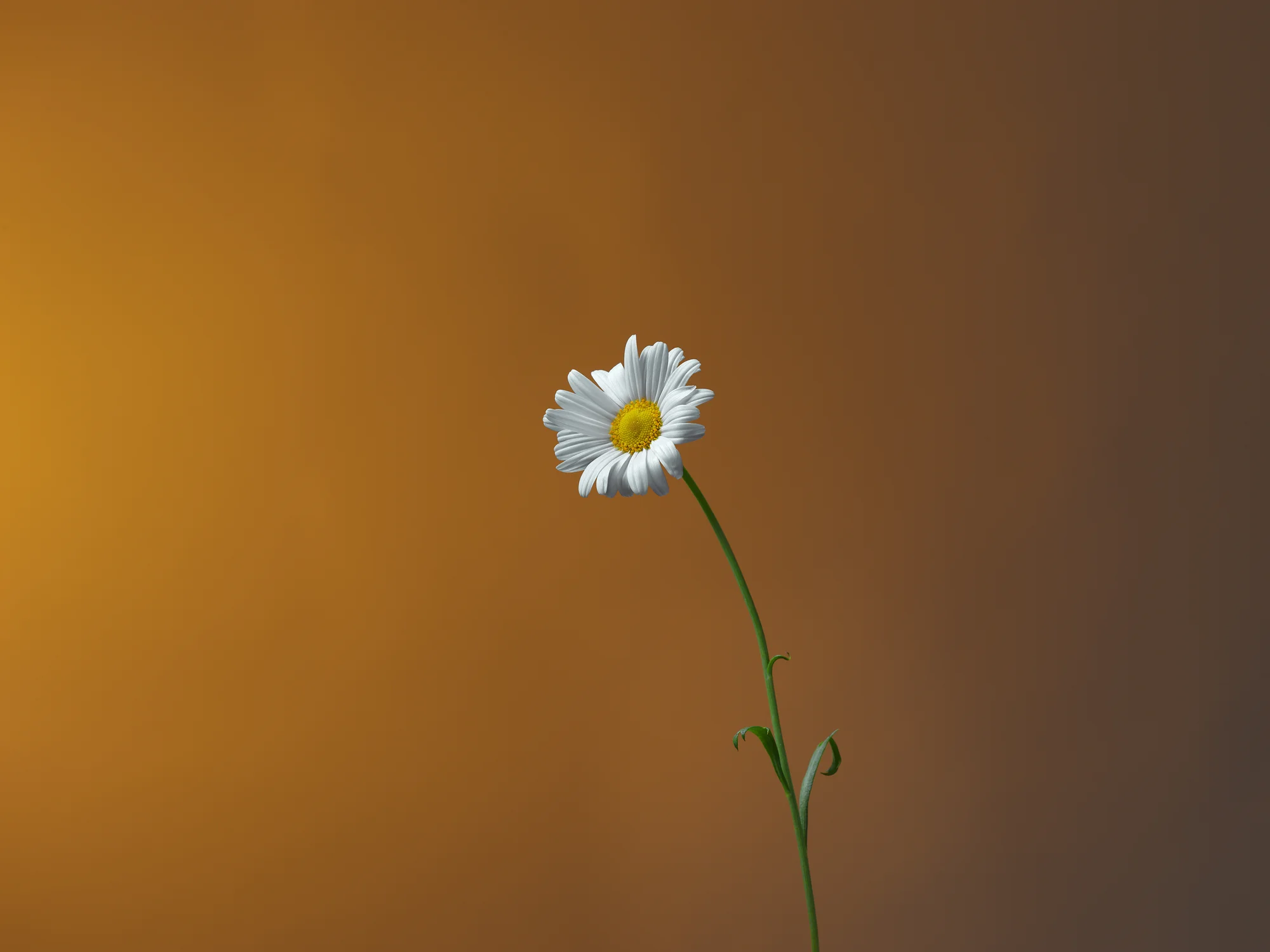 Daisy Flower - Studio