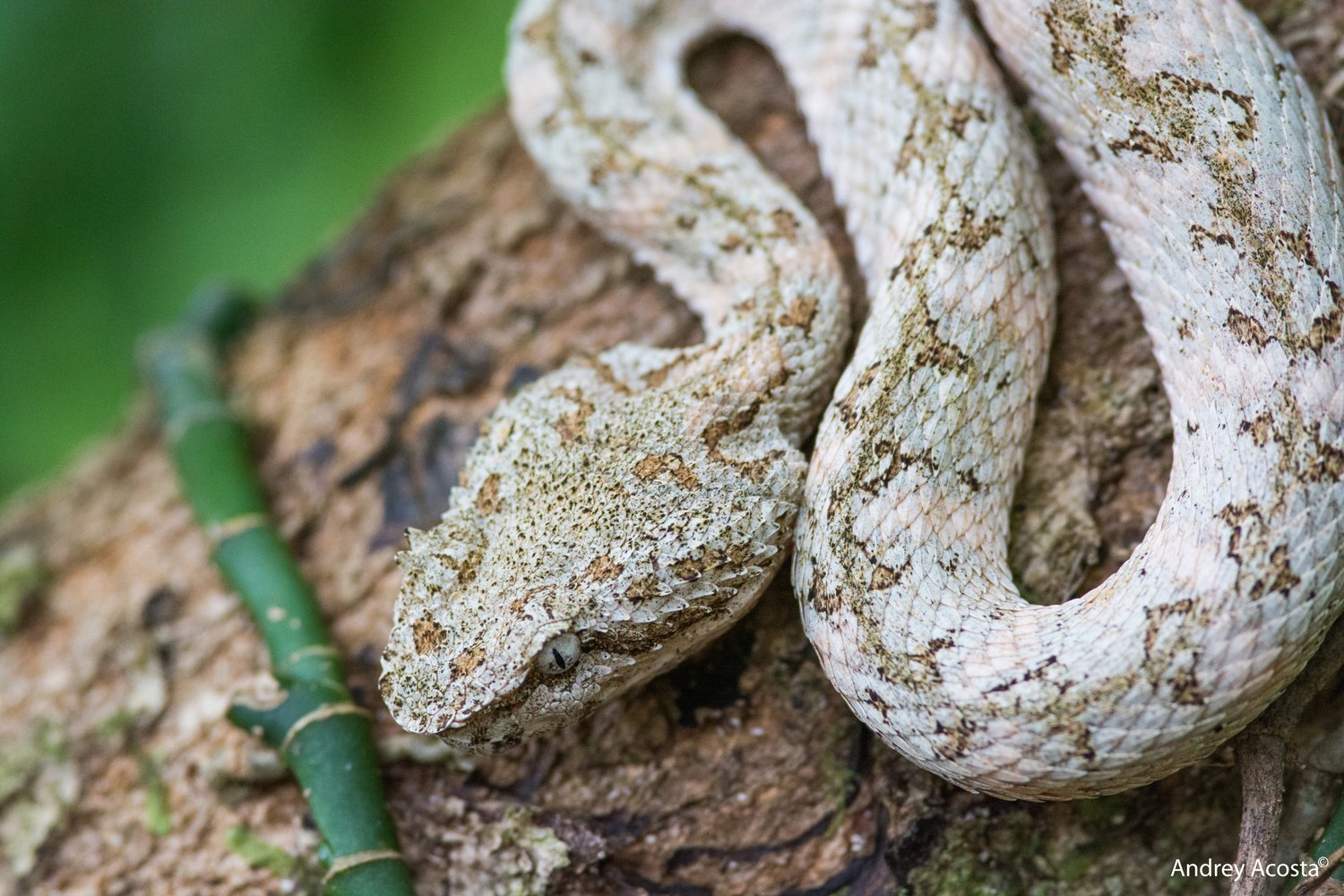 Dangerous Beauty Eyelash Pit Viper Costa Rica Outdoors Waves