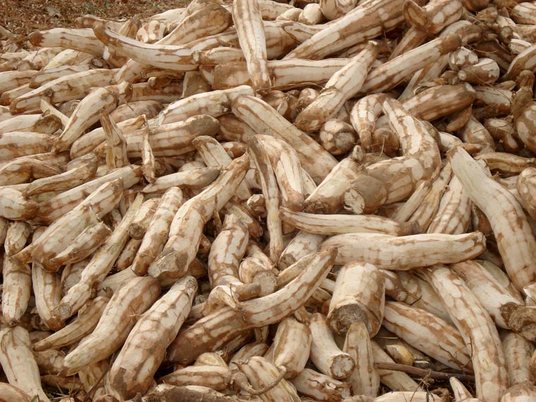 6_peeled_cassava.jpg