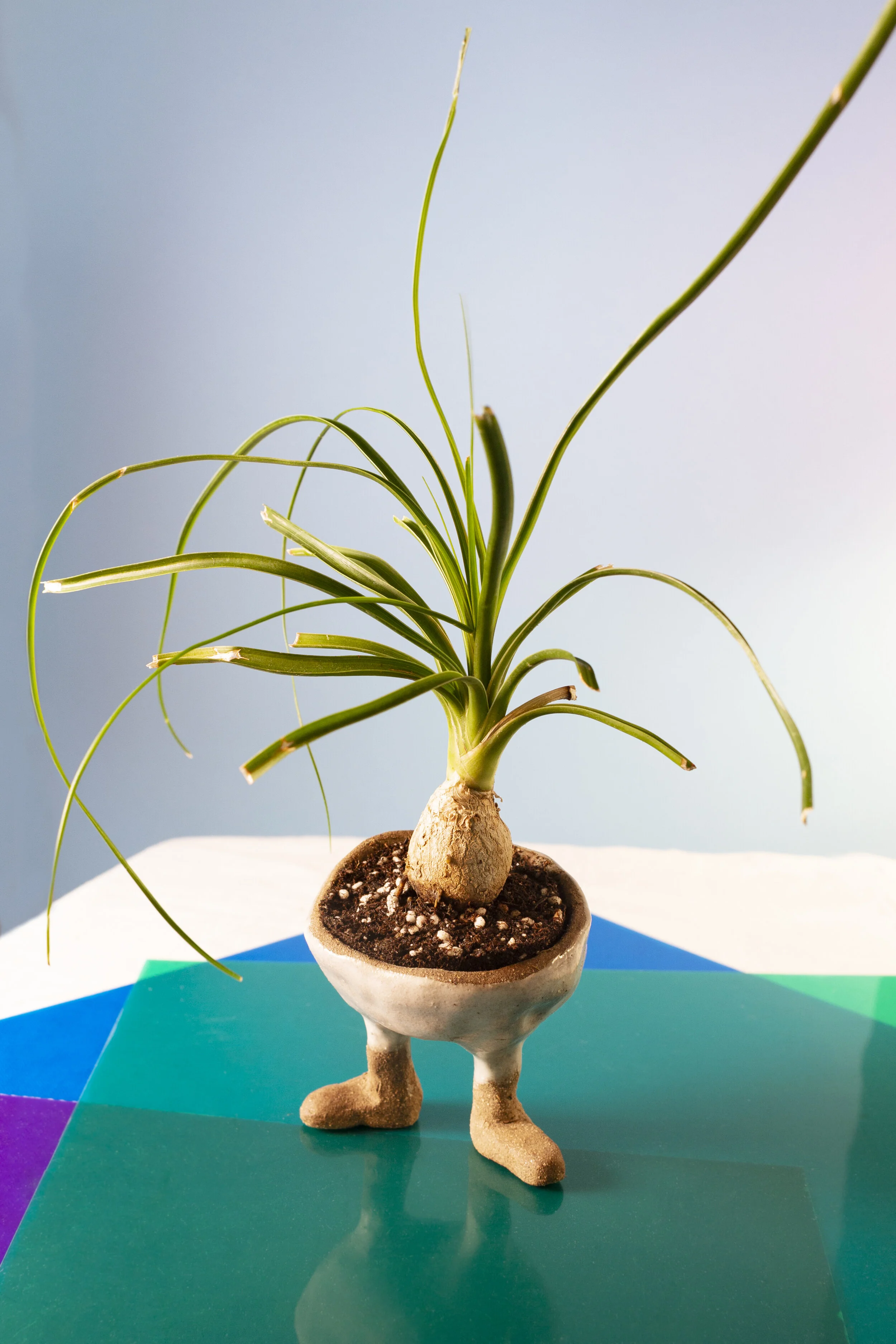 Leggy Pot Gets a Ponytail Palm