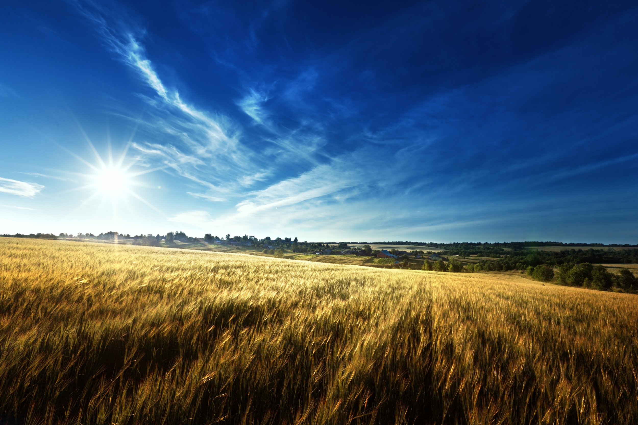 wheat-field-in-sunset-time-Flipped.jpg