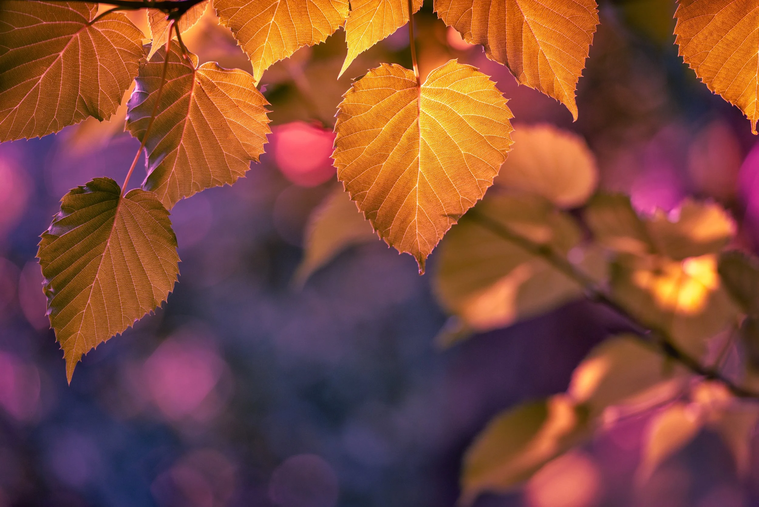 Colors-of-autumn-.jpg