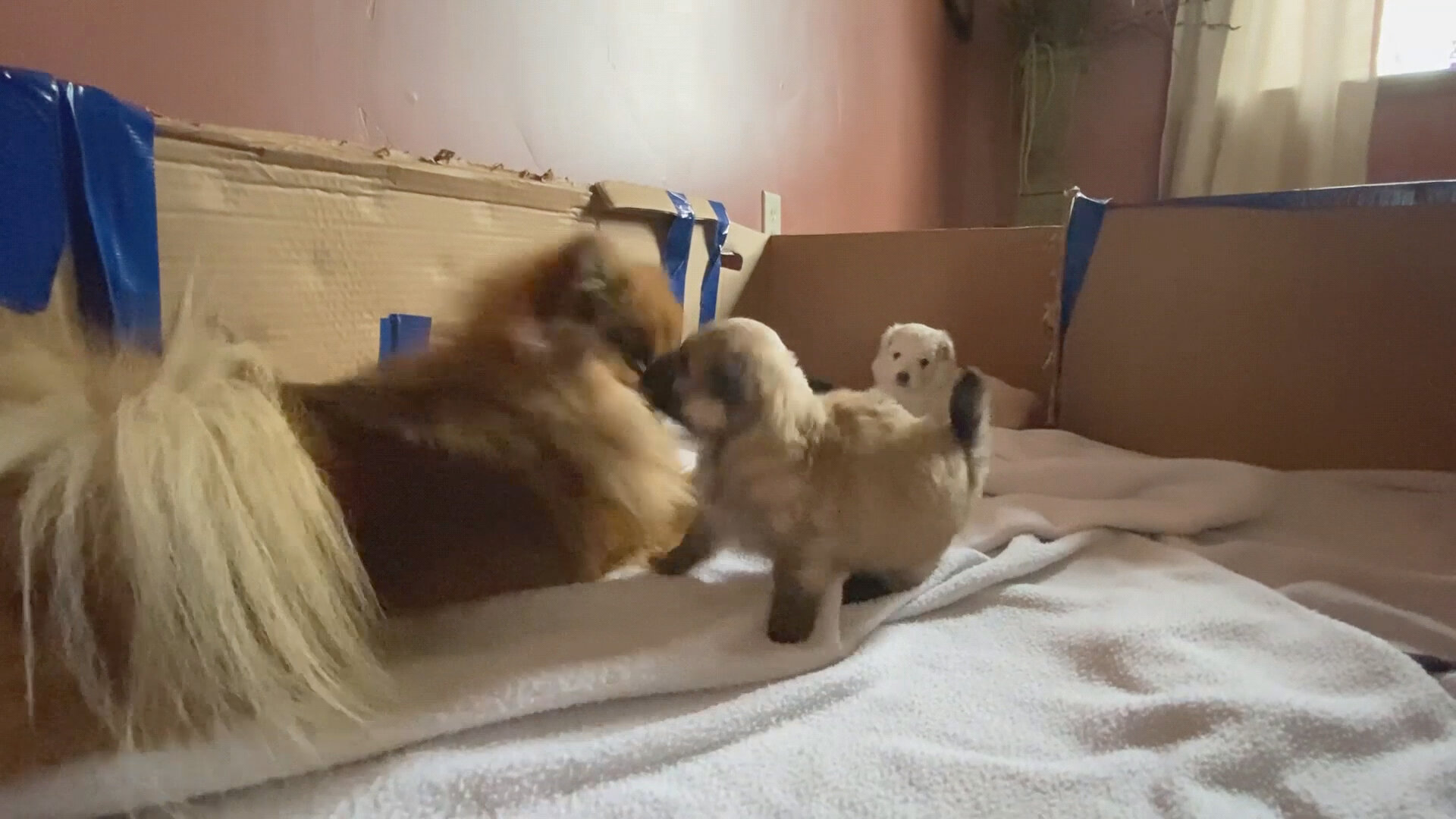 MITCHELL'S GRANDPUPPIES