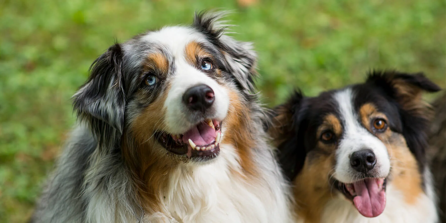 ivory_coat-two-australian-shepards.jpg