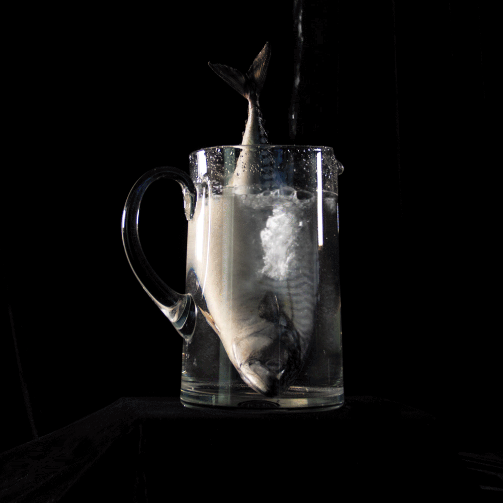 Drowning-fish.gif