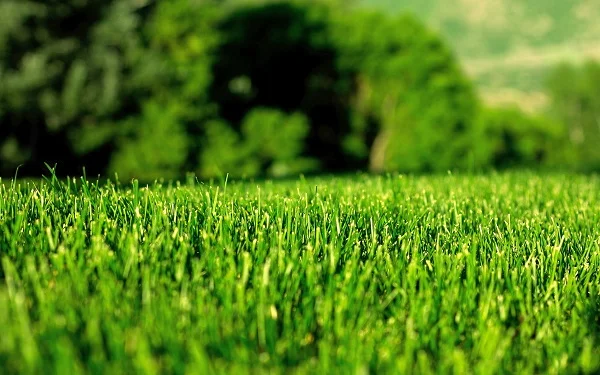 Lawn_image_v2.jpg