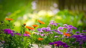 garden_image.jpg