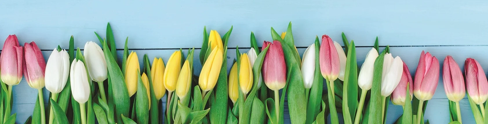 tulips_banner.jpg