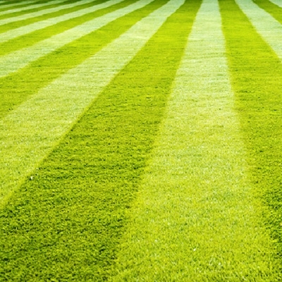 Grass lawn.jpg