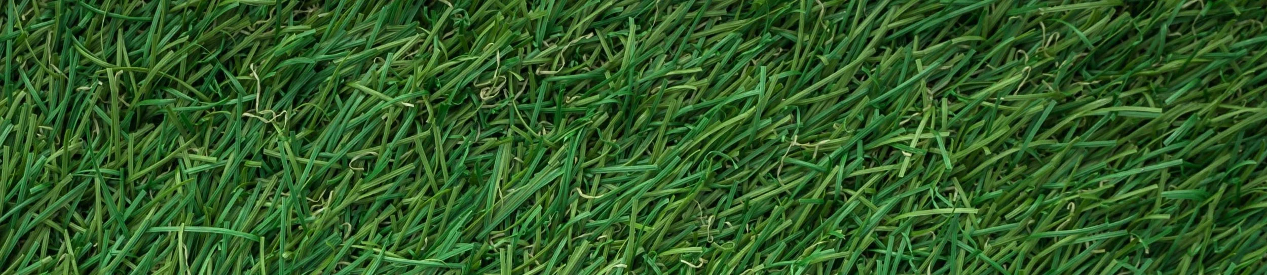 autumn-dried-leaf-field-289613 (212).jpg