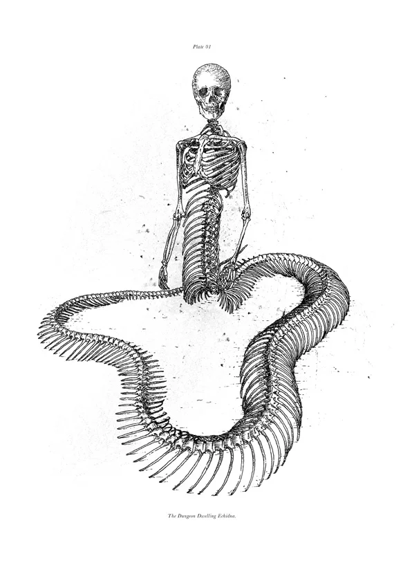 The Dungeon Dwelling Echidna